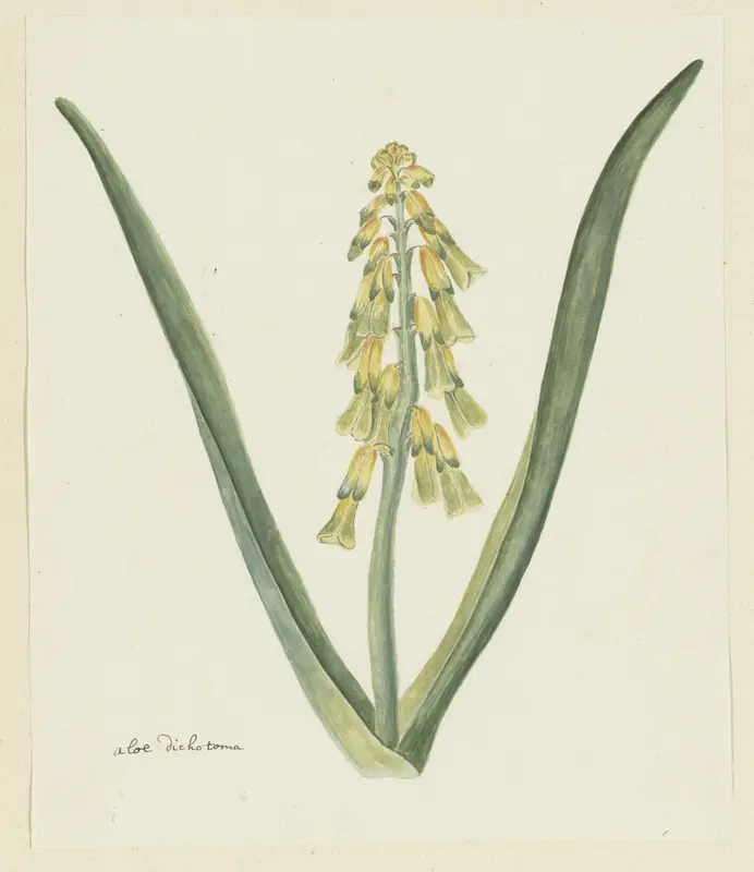 Lachenalia aloides (L.f.) Engl. Wall Art by Robert Jacob Gordon - High-Resolution Digital Print
