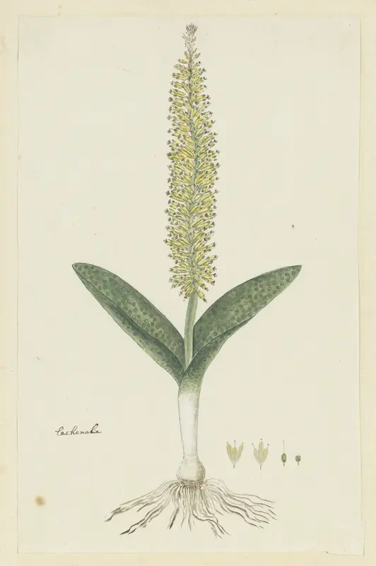 Lachenalia arbuthnotiae W.F. Barker (Hyacint) Wall Art by Robert Jacob Gordon - High-Resolution Digital Print