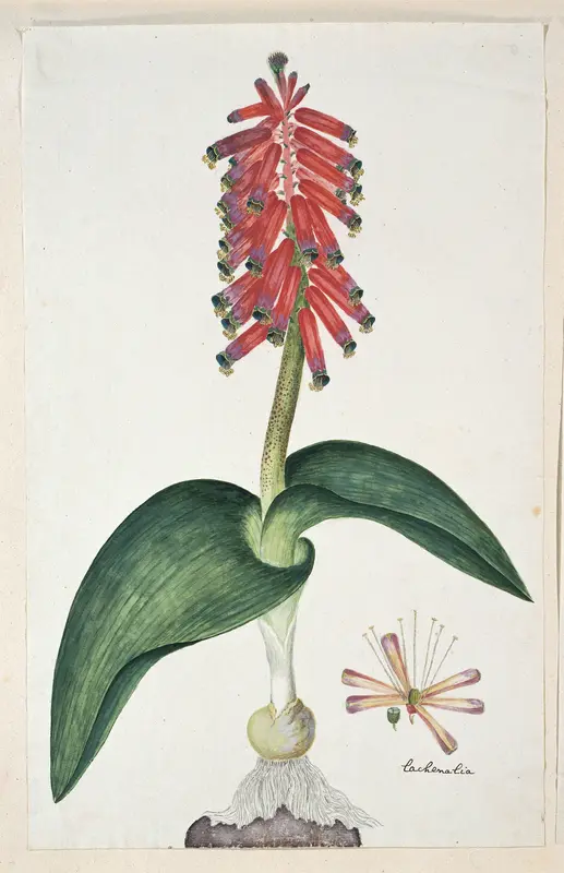 Lachenalia bulbifera (Cirillo) Engl. Wall Art by Robert Jacob Gordon - High-Resolution Digital Print