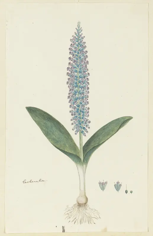 Lachenalia mediana Jacq. Wall Art by Robert Jacob Gordon - High-Resolution Digital Print