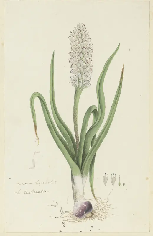 Lachenalia orthopetala Jacq. (Hyacint) Wall Art by Robert Jacob Gordon - High-Resolution Digital Print