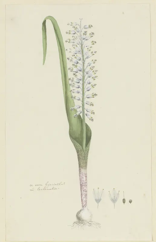 Lachenalia unifolia Jacq. (Hyacinth) Wall Art by Robert Jacob Gordon - High-Resolution Digital Print