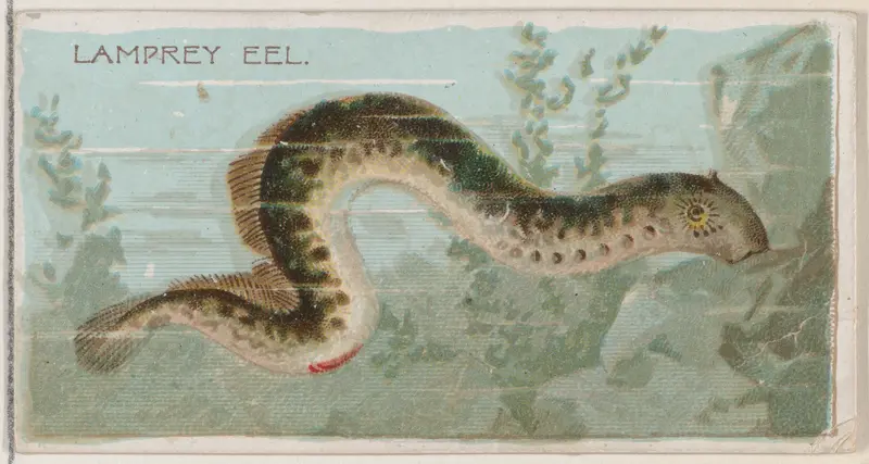 Lamprey Eel, from the series Fishers and Fish (N74) for Duke brand cigarettes Wall Art by Knapp & Company - High-Resolution Digital Print