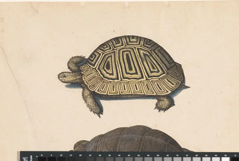 Landschildpad Wall Art by anonymous - High-Resolution Digital Print