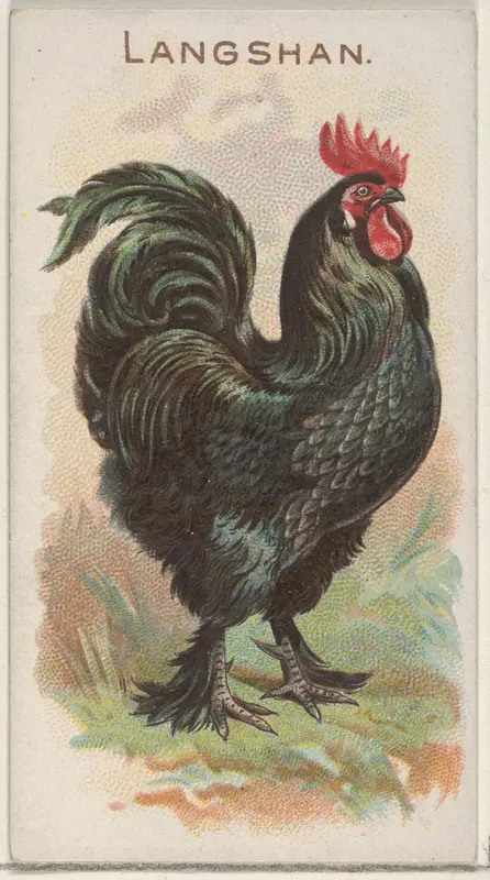 Langshan, from the Prize and Game Chickens series (N20) for Allen & Ginter Cigarettes Wall Art by Allen & Ginter - High-Resolution Digital Print
