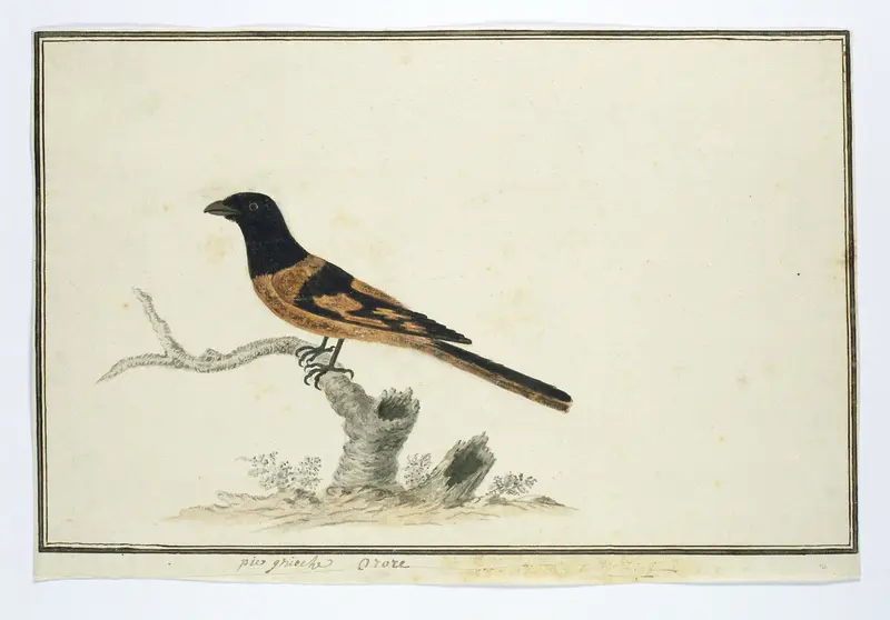 Laniarnus atrococcineus (Burchells fiskaal) Wall Art by Robert Jacob Gordon - High-Resolution Digital Print