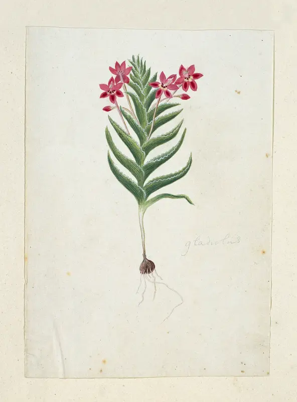 Lapeirousia silenoides (Jacq.) Ker Gawl. Wall Art by Robert Jacob Gordon - High-Resolution Digital Print