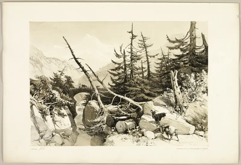Larch, from The Park and the Forest Wall Art by James Duffield Harding - High-Resolution Digital Print