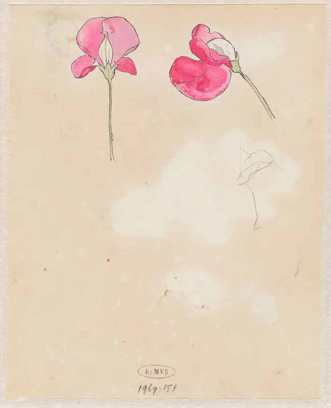 Lathyrus Wall Art by Theo Nieuwenhuis - High-Resolution Digital Print