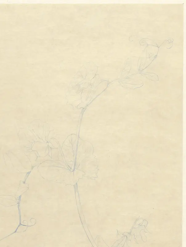 Lathyrus Wall Art by Theo van Hoytema - High-Resolution Digital Print
