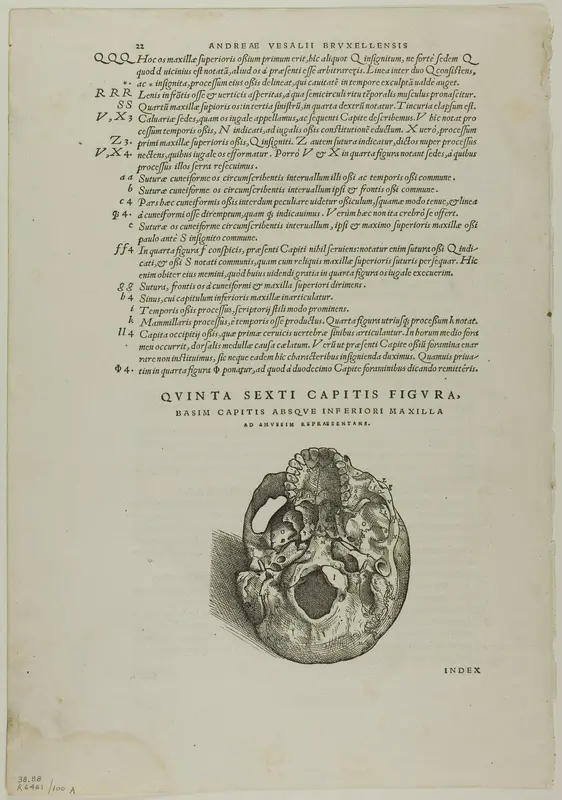 Leaf from De humani corporis fabrica (skull), plate 100 from Woodcuts from Books of the XVI Century Wall Art by Jan Stephan van Calcar - High-Resolution Digital Print