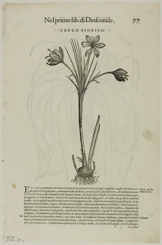 Leaf from Discorsi by Petrus Andreas Matthiolus, plate 99 from Woodcuts from Books of the XVI Century Wall Art by Unknown artist - High-Resolution Digital Print