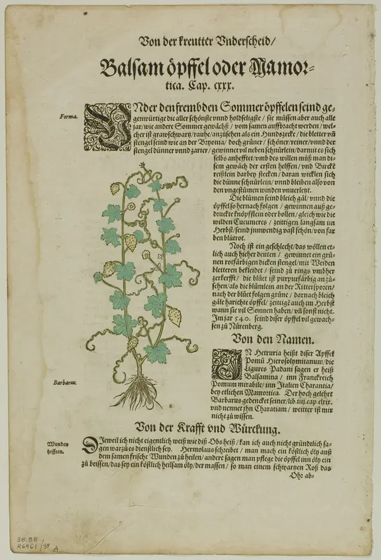 Leaf from New Kreuterbuch by Hieronymus Bock, plate 98 from Woodcuts from Books of the XVI Century Wall Art by David Kandel - High-Resolution Digital Print