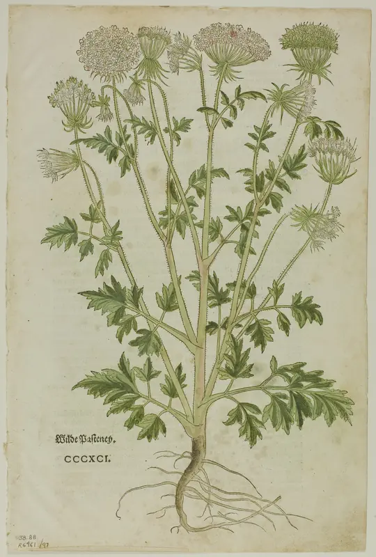 Leaf from New Kreuterbuch by Leonhart Fuchs, plate 97 from Woodcuts from Books of the XVI Century Wall Art by Heinrich Füllmaurer - High-Resolution Digital Print