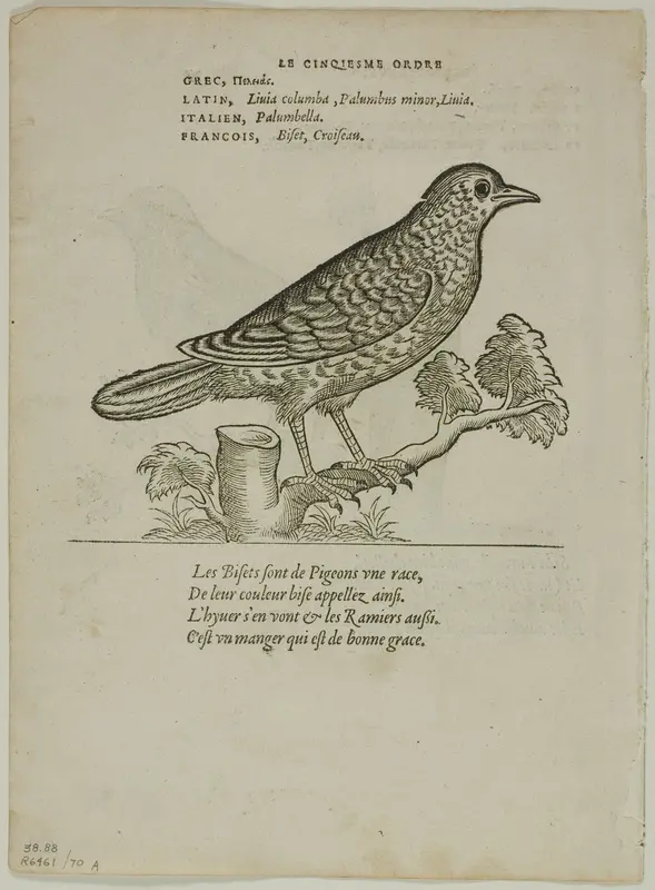 Leaf from Portraits d'Oyseaux, plate 70 from Woodcuts from Books of the XVI Century Wall Art by Unknown artist - High-Resolution Digital Print