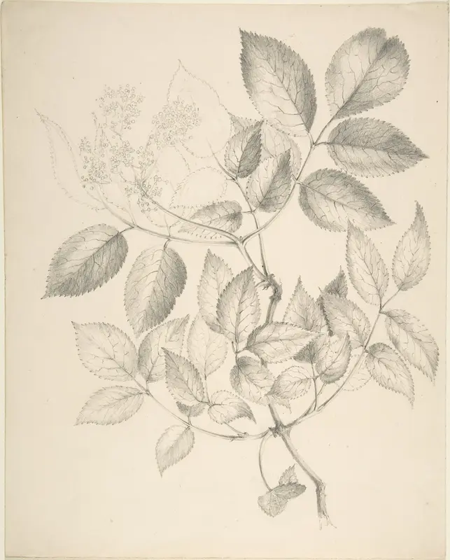 Leaves and Flowers Wall Art by Anonymous, British, 19th century - High-Resolution Digital Print