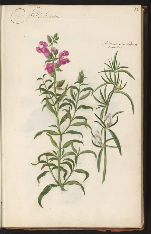 Leeuwenbekjes (Antirrhinum majus en Antirrhinum) Wall Art by anonymous - High-Resolution Digital Print