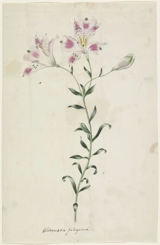 Lelie (Alstromaria Pelegrina) Wall Art by Unknown - High-Resolution Digital Print