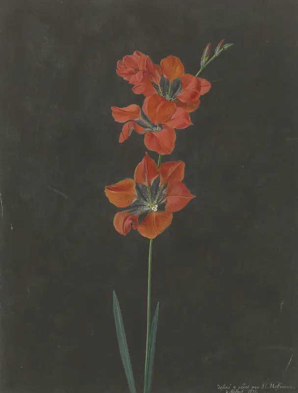 Lelie Wall Art by F. L. Hoffmann - High-Resolution Digital Print