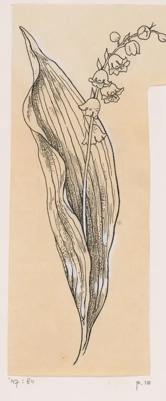Lelietje der dalen Wall Art by Willem Wenckebach - High-Resolution Digital Print