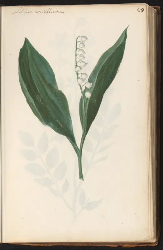 Lelietje-van-dalen (Convallaria majalis) Wall Art by anonymous - High-Resolution Digital Print