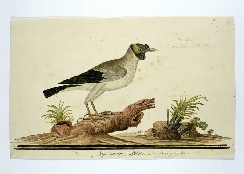 Lelspreeuw (Creatophora cinerea): een vrouwtje Wall Art by Robert Jacob Gordon - High-Resolution Digital Print