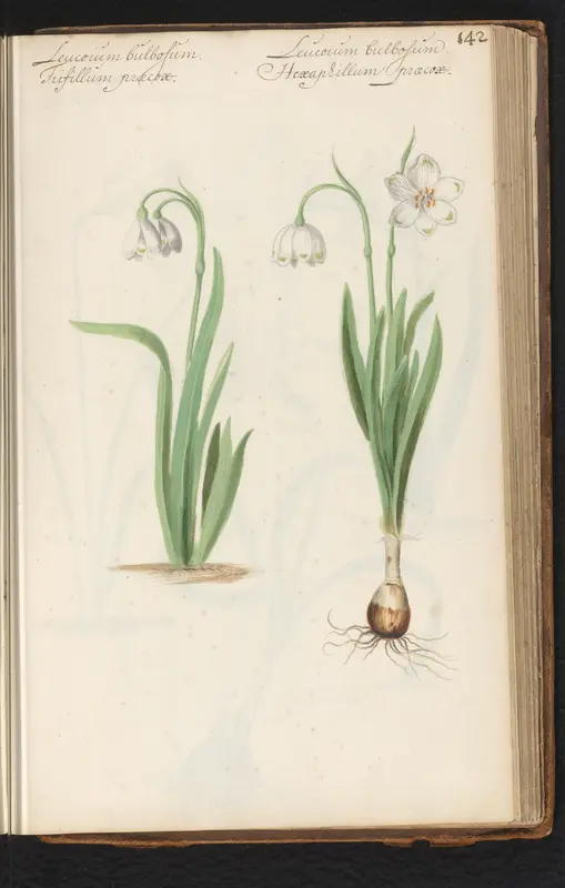 Lenteklokjes (Leucojum vernum) Wall Art by anonymous - High-Resolution Digital Print