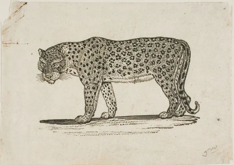 Leopard Wall Art by Thomas Bewick - High-Resolution Digital Print