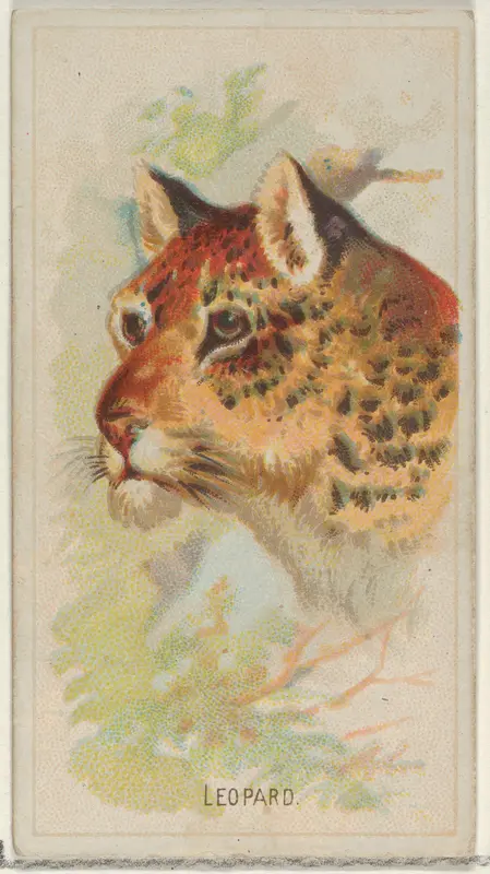 Leopard, from the Wild Animals of the World series (N25) for Allen & Ginter Cigarettes Wall Art by Allen & Ginter - High-Resolution Digital Print