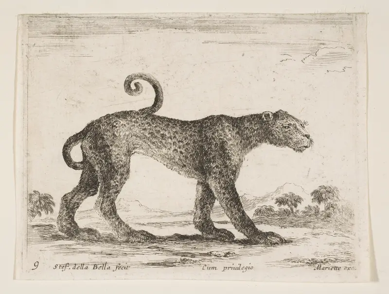 Leopard, plate 9 from "Various Animals" (Diversi Animali) Wall Art by Stefano della Bella - High-Resolution Digital Print