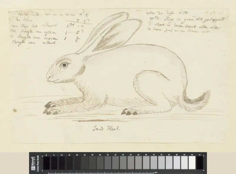 Lepus saxatilis (?) Wall Art by Robert Jacob Gordon - High-Resolution Digital Print