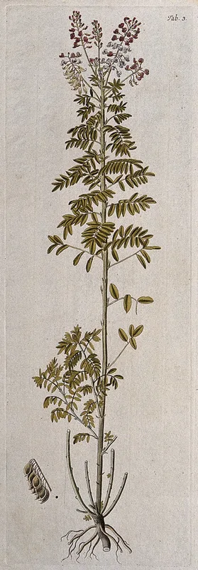 Lessertia perennans DC.: flowering and fruiting stem with separate fruit Wall Art by Franz Anton von Scheidl - High-Resolution Digital Print