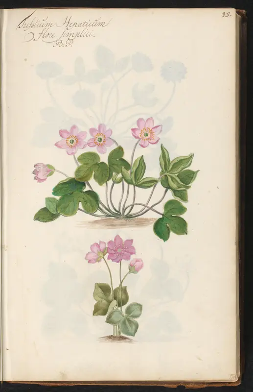 Leverbloempje (Anemone hepatica) Wall Art by anonymous - High-Resolution Digital Print