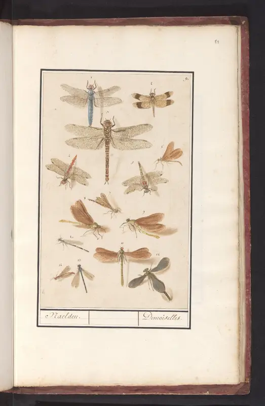 Libellen (Odonata) Wall Art by Anselmus Boëtius de Boodt - High-Resolution Digital Print