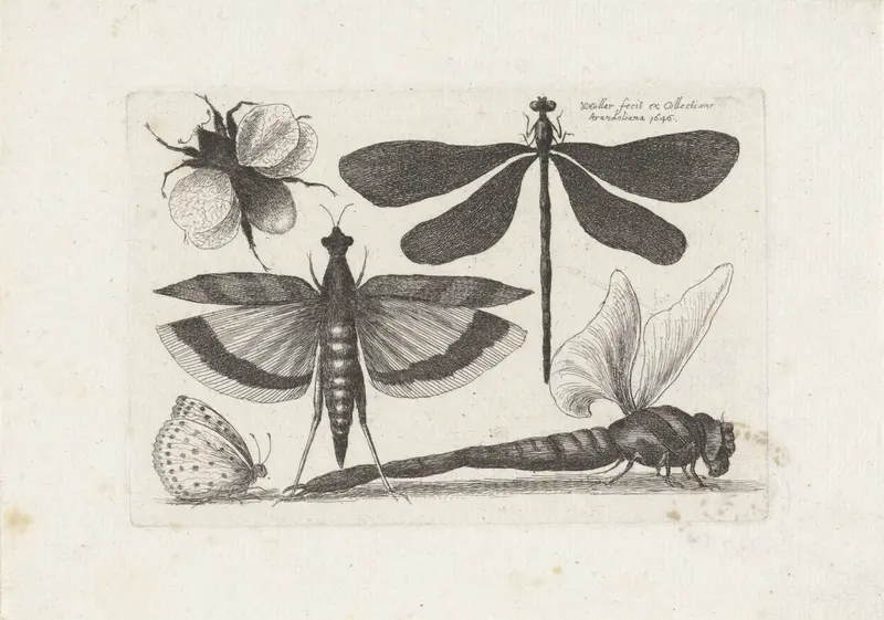 Libellen, vlinder en een hommel Wall Art by Unknown - High-Resolution Digital Print