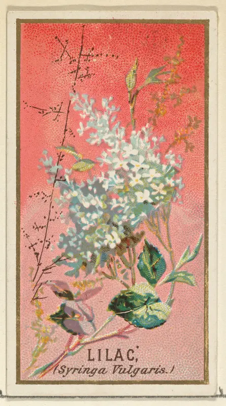Lilac (Syringa Vulgaris), from the Flowers series for Old Judge Cigarettes Wall Art by Goodwin & Company - High-Resolution Digital Print