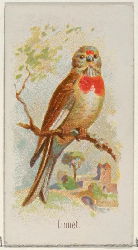 Linnet, from the Song Birds of the World series (N23) for Allen & Ginter Cigarettes Wall Art by Allen & Ginter - High-Resolution Digital Print