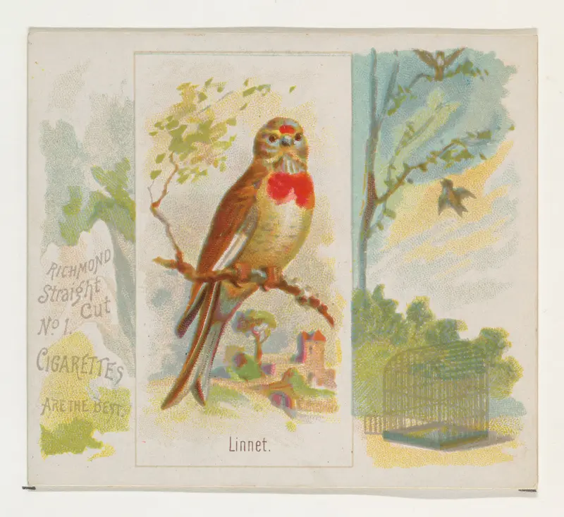 Linnet, from the Song Birds of the World series (N42) for Allen & Ginter Cigarettes Wall Art by Allen & Ginter - High-Resolution Digital Print