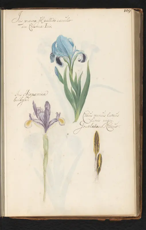 Lis (iris), Spaanse iris (Iris xiphium) en goudlakense krokus (Crocus angustifolius) Wall Art by anonymous - High-Resolution Digital Print