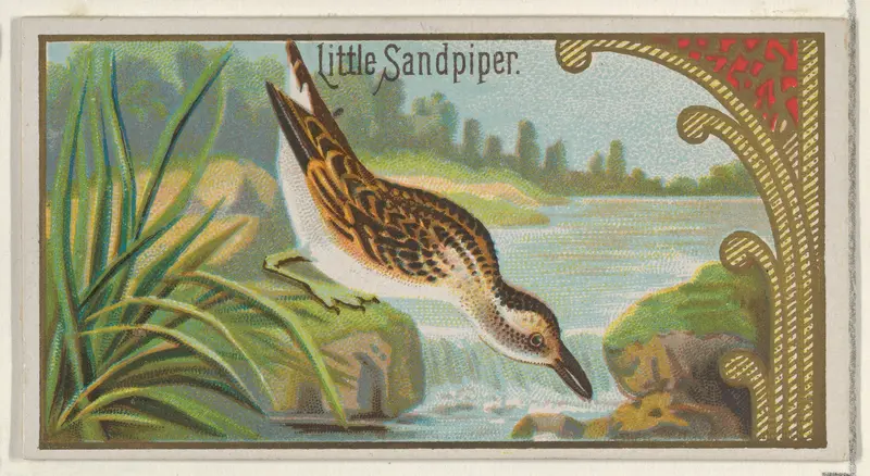 Little Sandpiper, from the Game Birds series (N13) for Allen & Ginter Cigarettes Brands Wall Art by Allen & Ginter - High-Resolution Digital Print