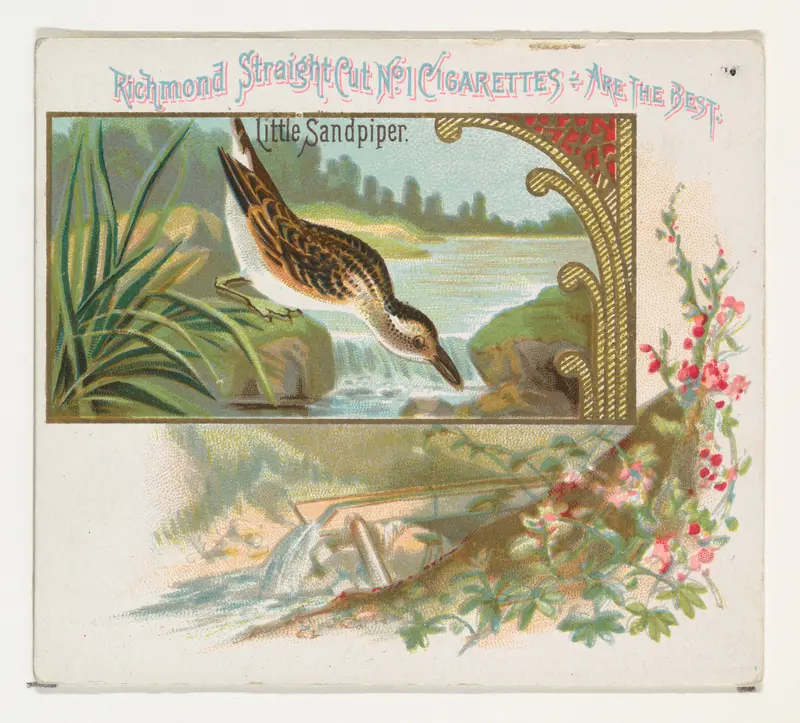 Little Sandpiper, from the Game Birds series (N40) for Allen & Ginter Cigarettes Wall Art by Allen & Ginter - High-Resolution Digital Print