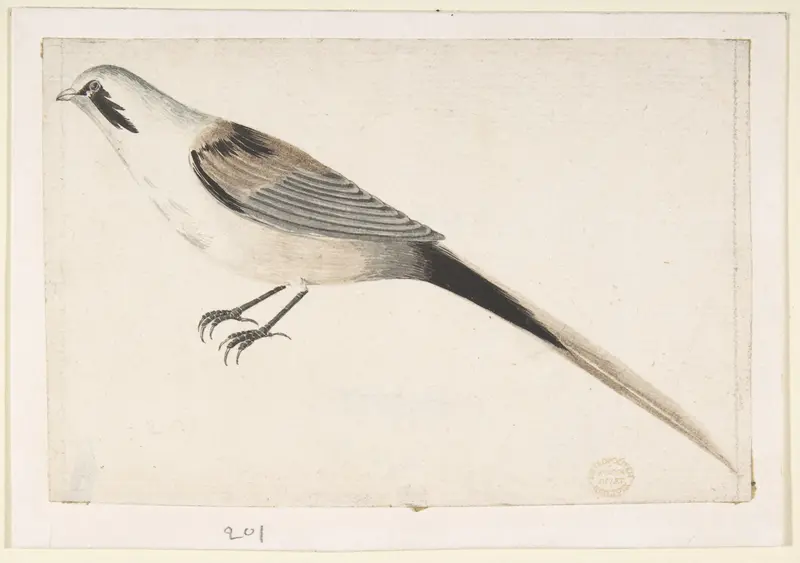 Long-Tailed Bird Seen in Profile Wall Art by Count Giorgio Durante (Duranti) - High-Resolution Digital Print