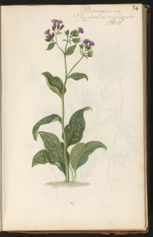 Longkruid (Pulmonaria) Wall Art by anonymous - High-Resolution Digital Print