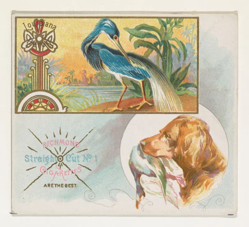Louisiana Heron, from the Game Birds series (N40) for Allen & Ginter Cigarettes Wall Art by Allen & Ginter - High-Resolution Digital Print