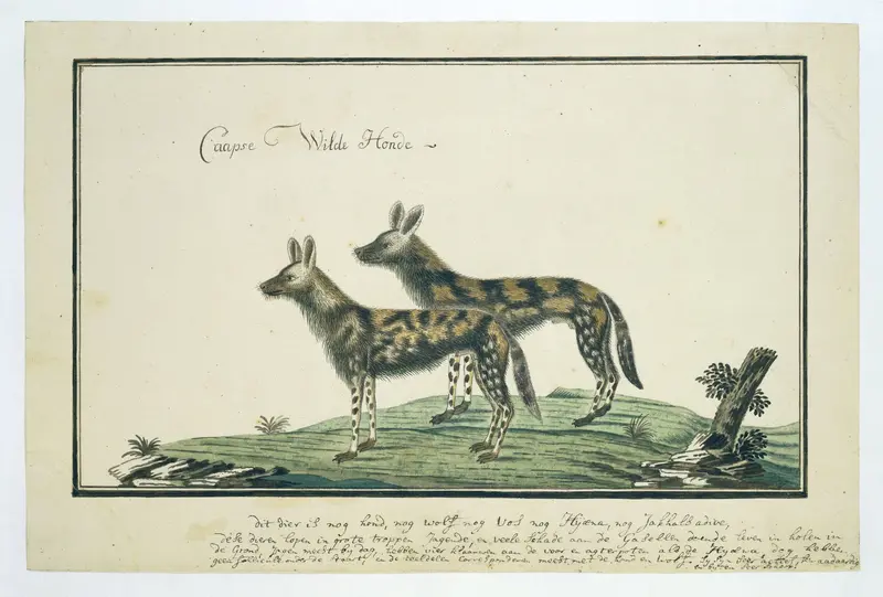 Lycaon pictus (Afrikaanse wilde hond) Wall Art by Robert Jacob Gordon - High-Resolution Digital Print
