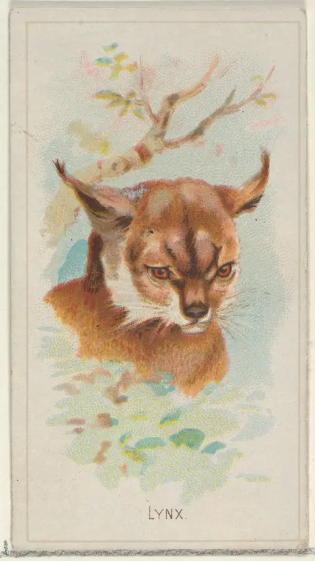 Lynx, from the Wild Animals of the World series (N25) for Allen & Ginter Cigarettes Wall Art by Allen & Ginter - High-Resolution Digital Print