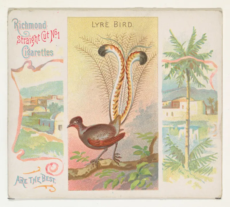 Lyre Bird, from Birds of the Tropics series (N38) for Allen & Ginter Cigarettes Wall Art by Allen & Ginter - High-Resolution Digital Print