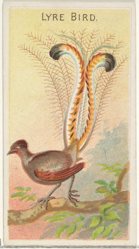 Lyre Bird, from the Birds of the Tropics series (N5) for Allen & Ginter Cigarettes Brands Wall Art by Allen & Ginter - High-Resolution Digital Print