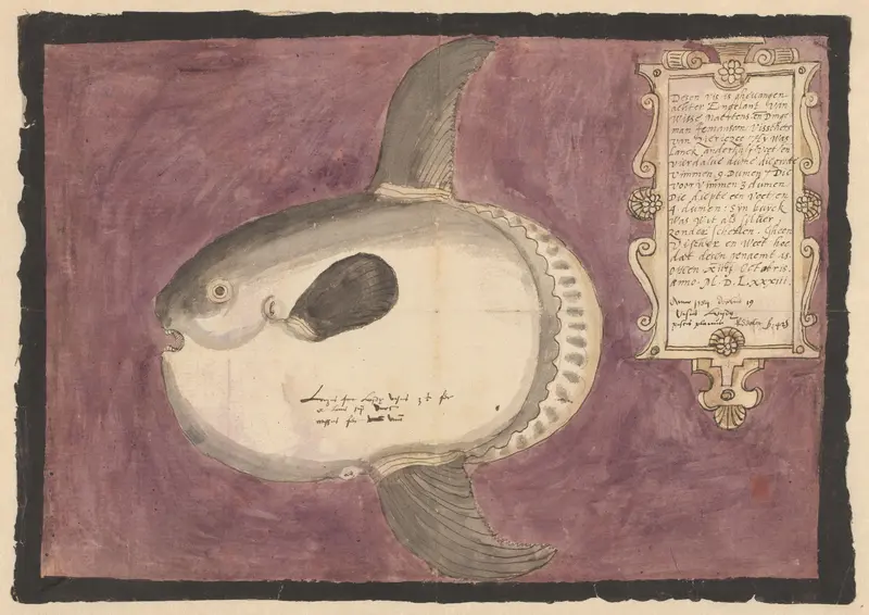 Maanvis (Mola mola) Wall Art by Adriaen Coenen - High-Resolution Digital Print