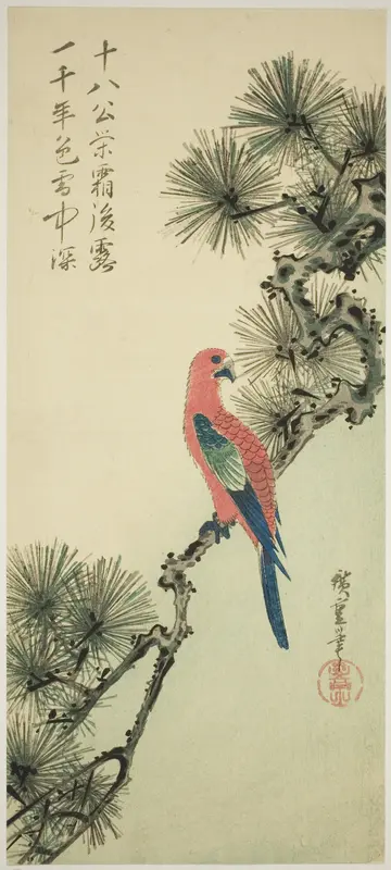 Macaw on a pine branch